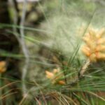 Pine tree releasing pollen