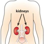 Illustration showing kidneys and bladder