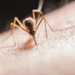 Mosquito drawing blood from arm