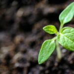 Fresh plant growth in garden soil