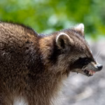 Photo of a rabid raccoon
