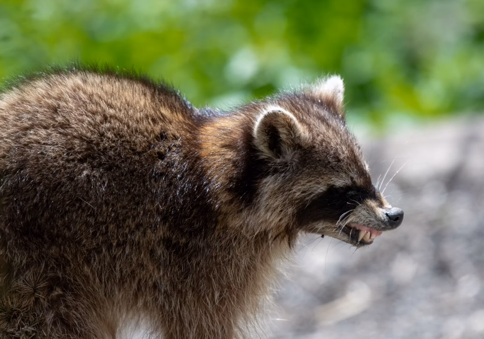 Photo of a rabid raccoon