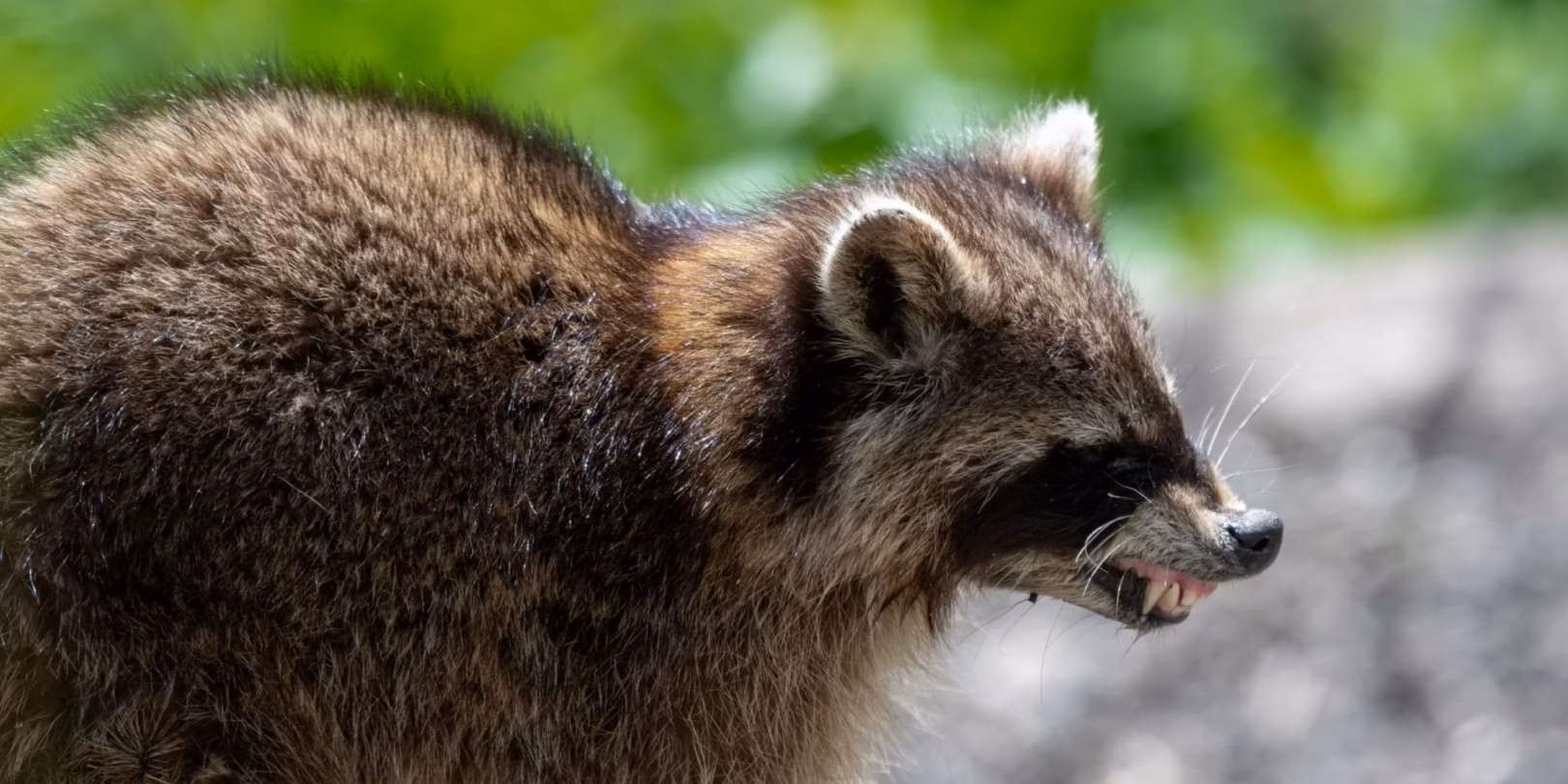 Photo of a rabid raccoon
